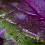 IES LABO Food IES LABO Food