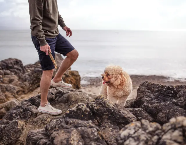 Get away from it all – with your pooch