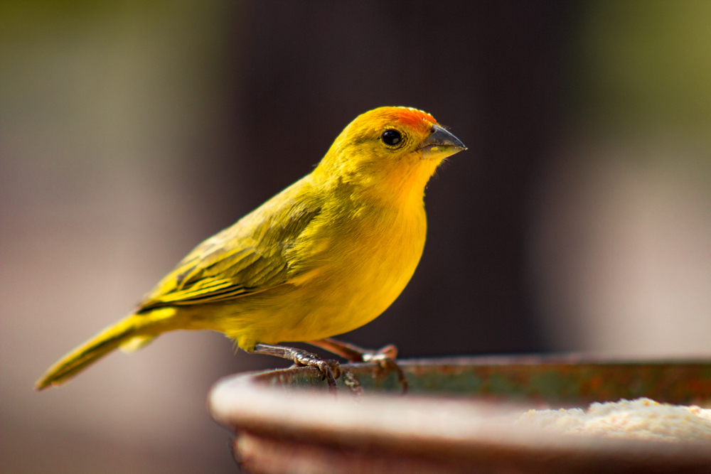 Canary Your Early Warning Before A Breach Packetlabs