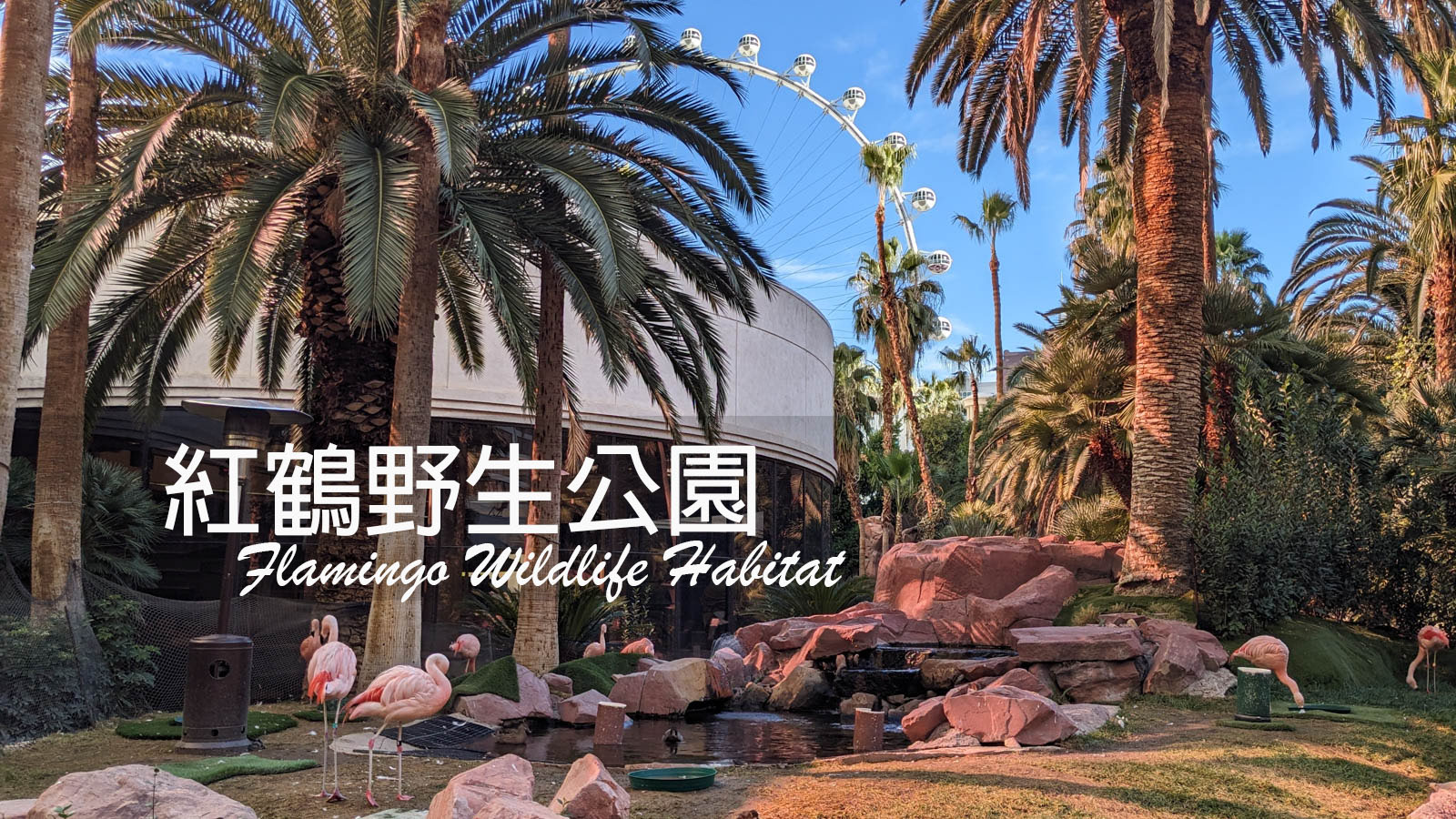【拉斯維加斯自由行】紅 鶴野生公園★絢麗繁華賭城中的靜謐綠洲｜Flamingo Wildlife Habitat