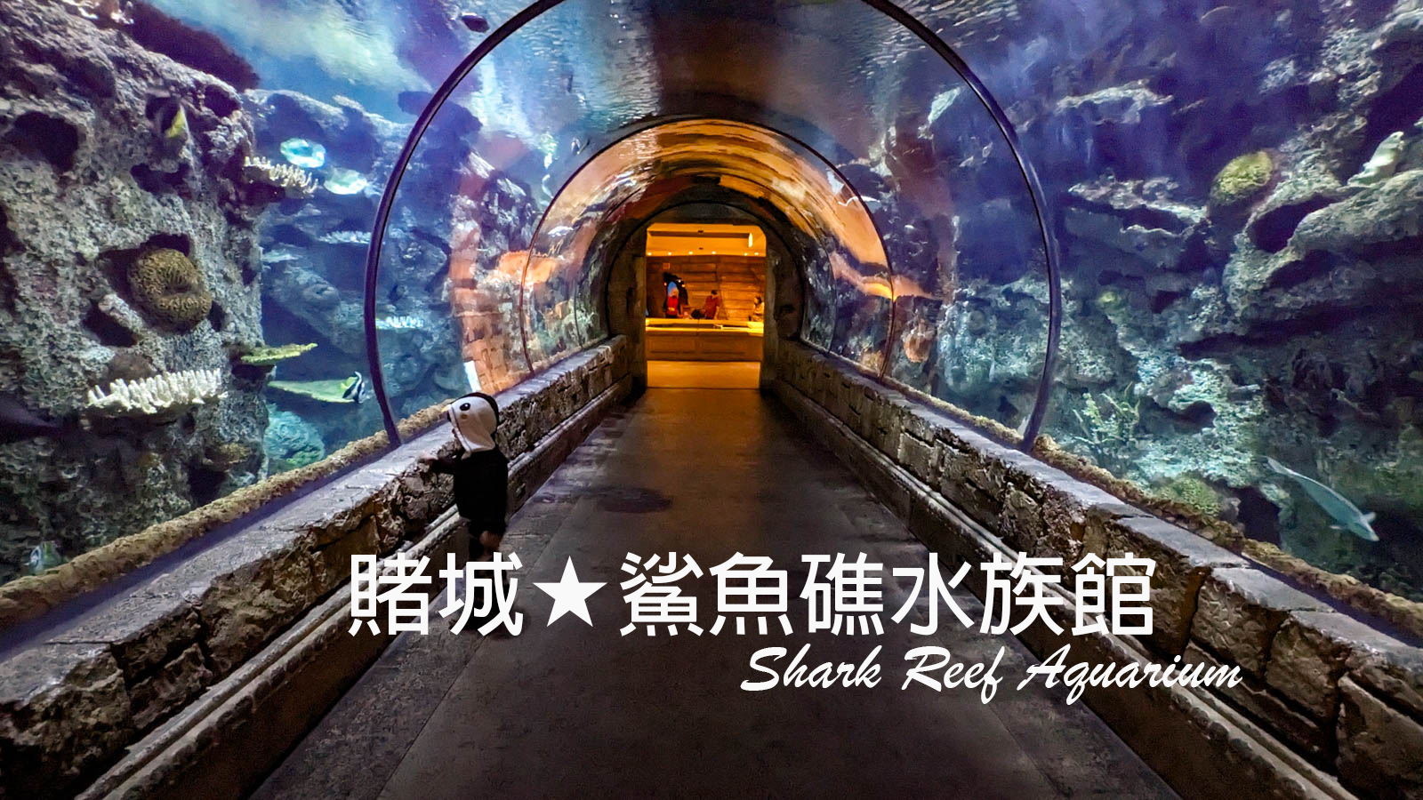 【拉斯維加斯自由行】親子景點推薦★鯊魚礁水族館｜Shark Reef Aquarium