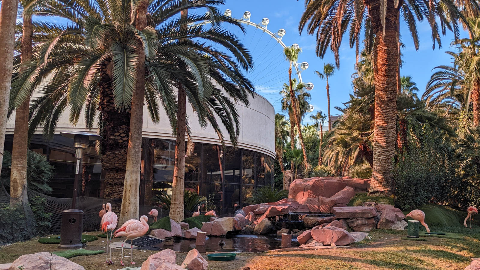 【拉斯維加斯自由行】紅鶴野生公園★絢麗繁華賭城中的靜謐綠洲｜Flamingo Wildlife Habitat