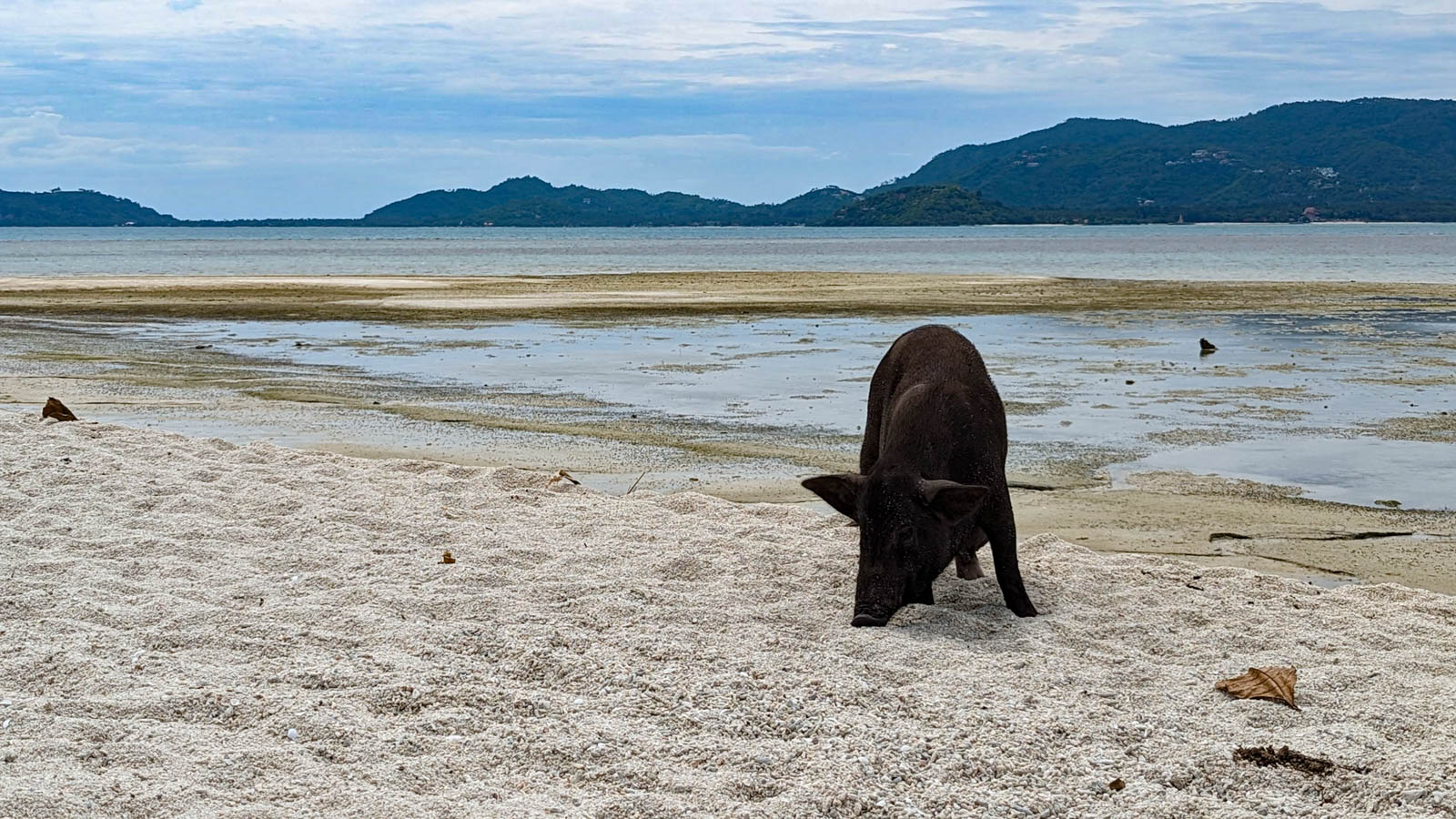 【蘇美島跳島．豬島】滿滿小黑豬＆潔白沙灘｜無人島上的悠閒一日遊 Pig Island