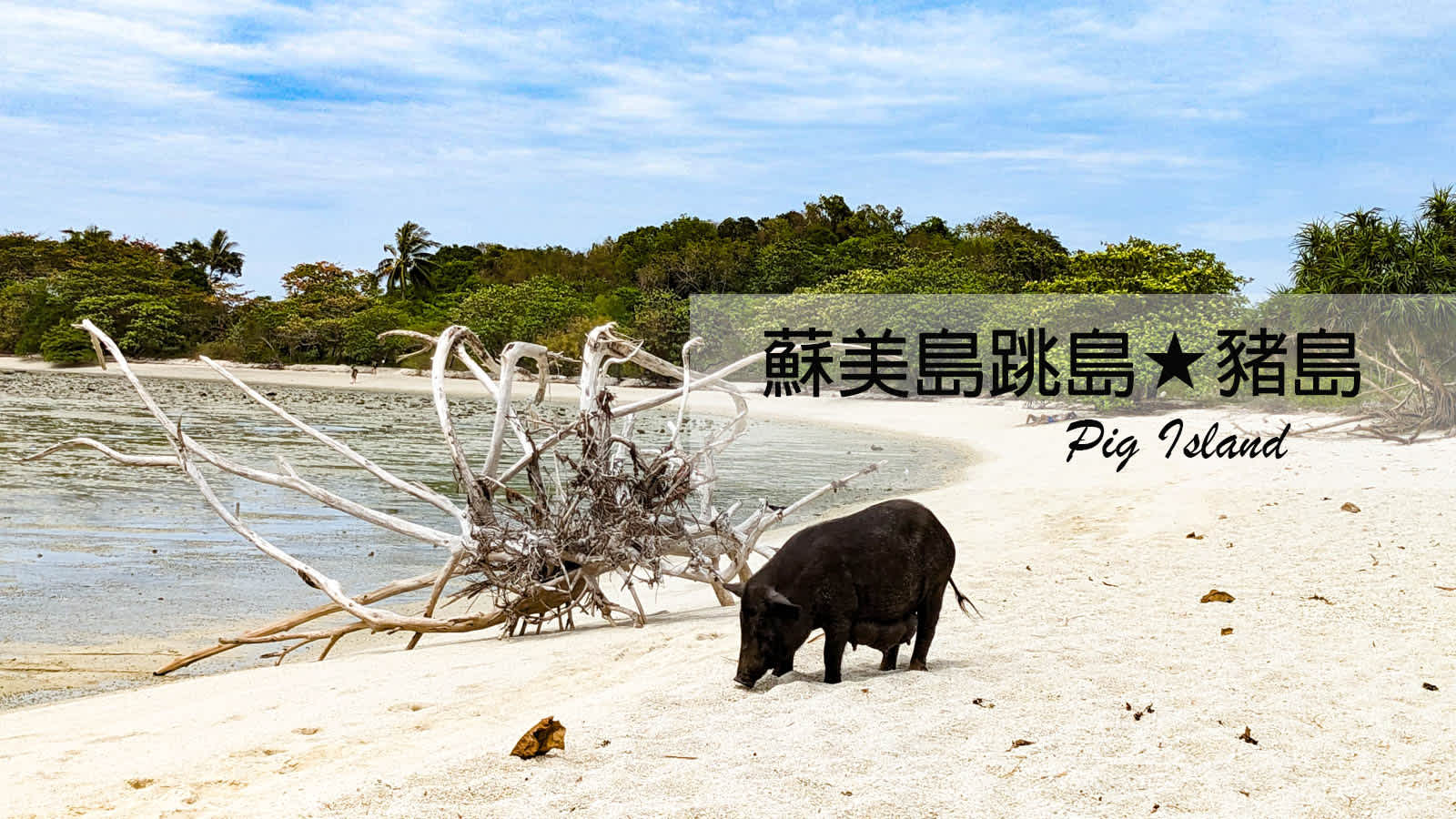 【蘇美島跳島．豬島】滿滿小黑豬＆潔白沙灘｜無人島上的悠閒一日遊 Pig Island