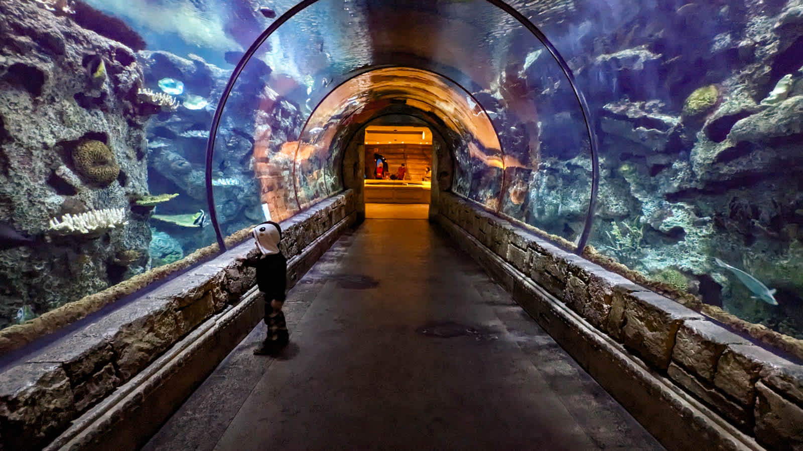 【拉斯維加斯自由行】親子景點推薦★鯊魚礁水族館｜Shark Reef Aquarium