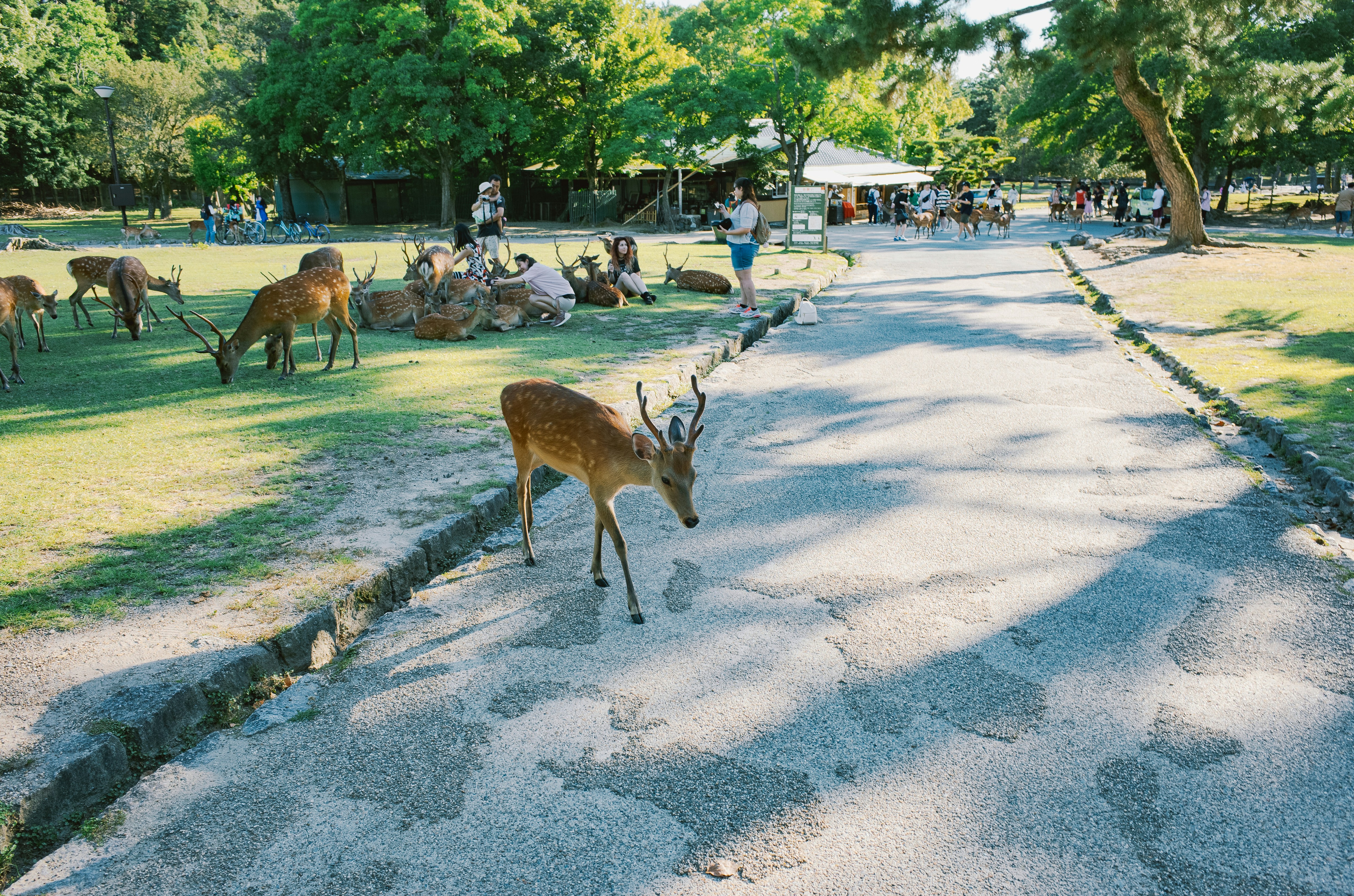 Nara Park