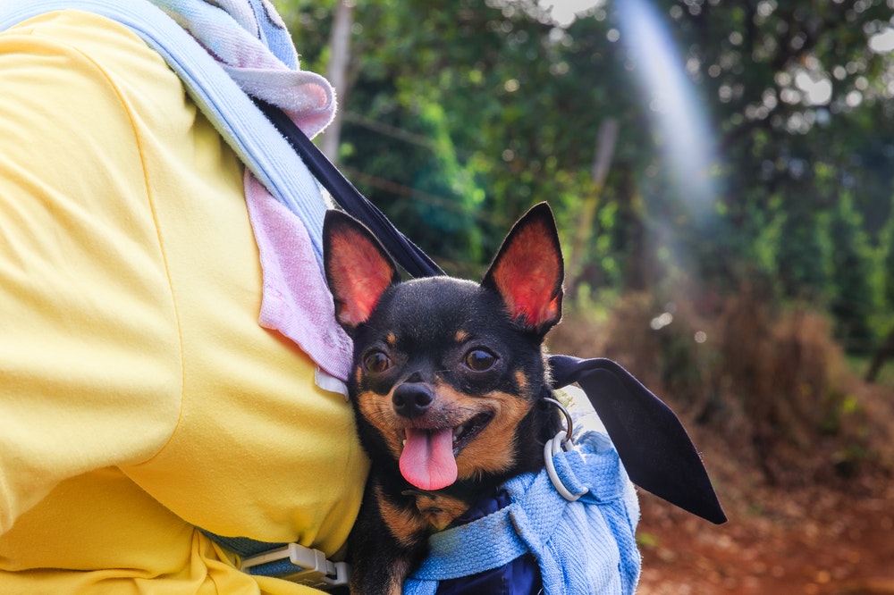 Small dog in a bag