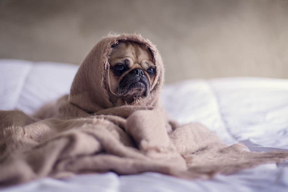 Puppie wrapped in blanket