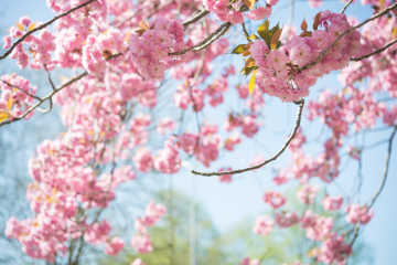 Enjoying cherry blossom in Europe