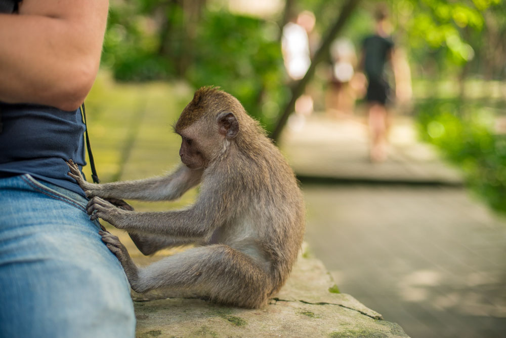 Monkey touching a person