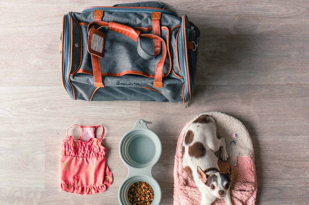 Dog lying next to a duffel bag