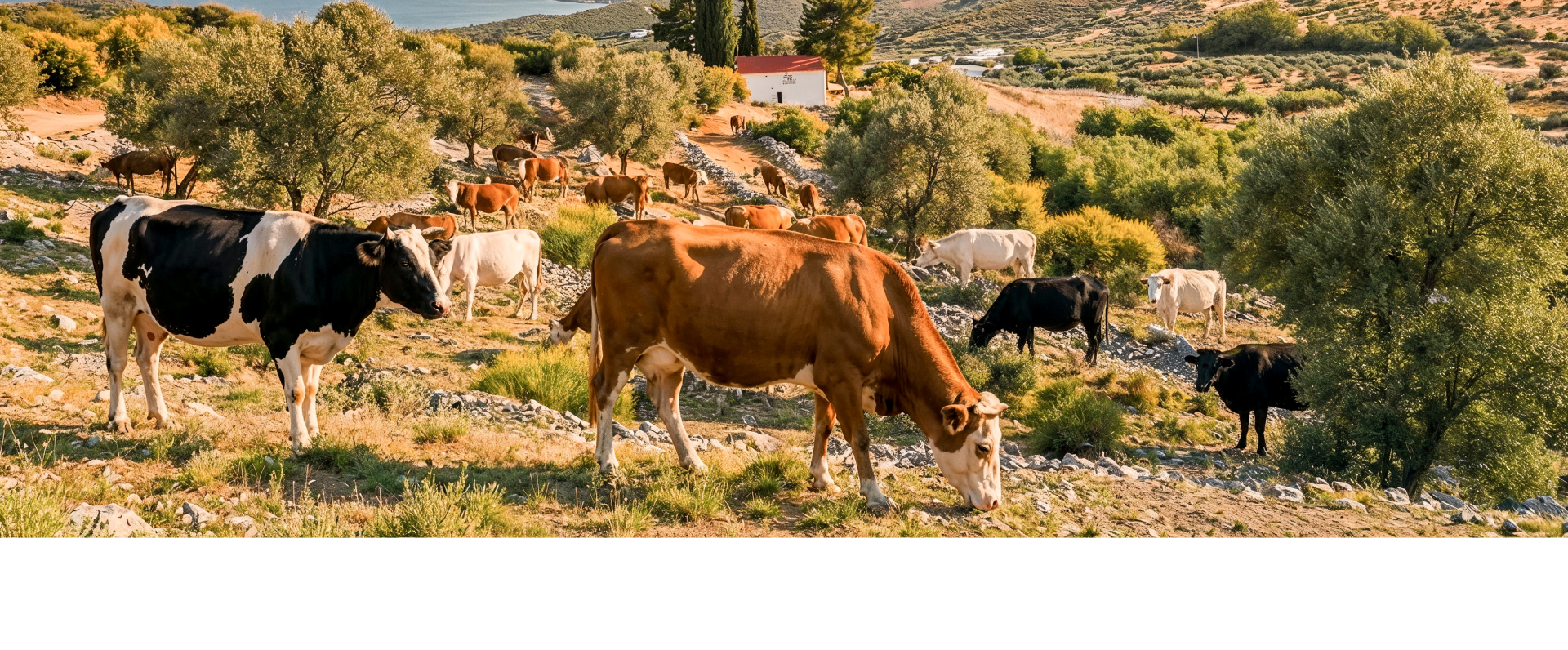 Joghurt