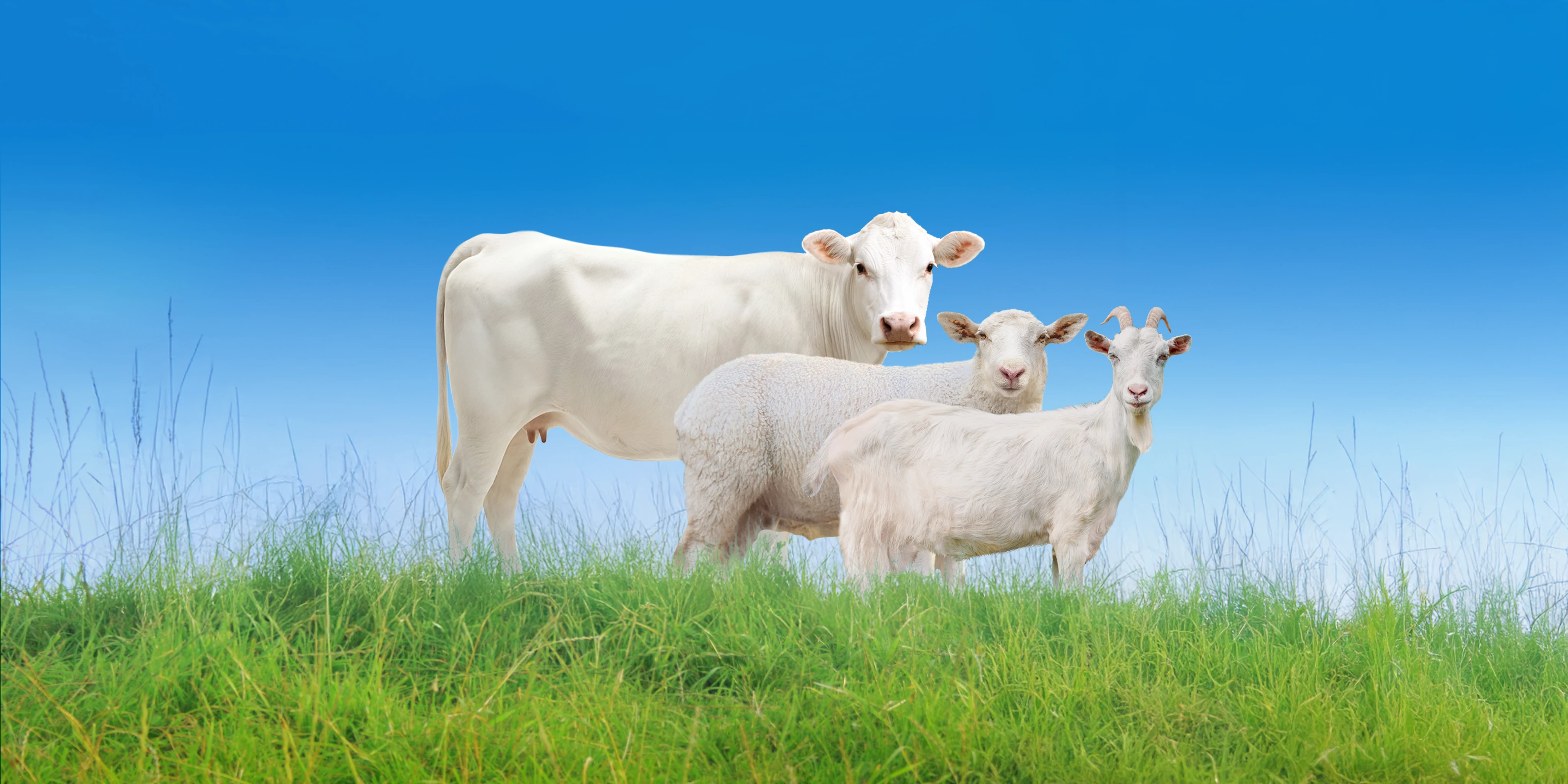 Qualität beginnt bei der Milch