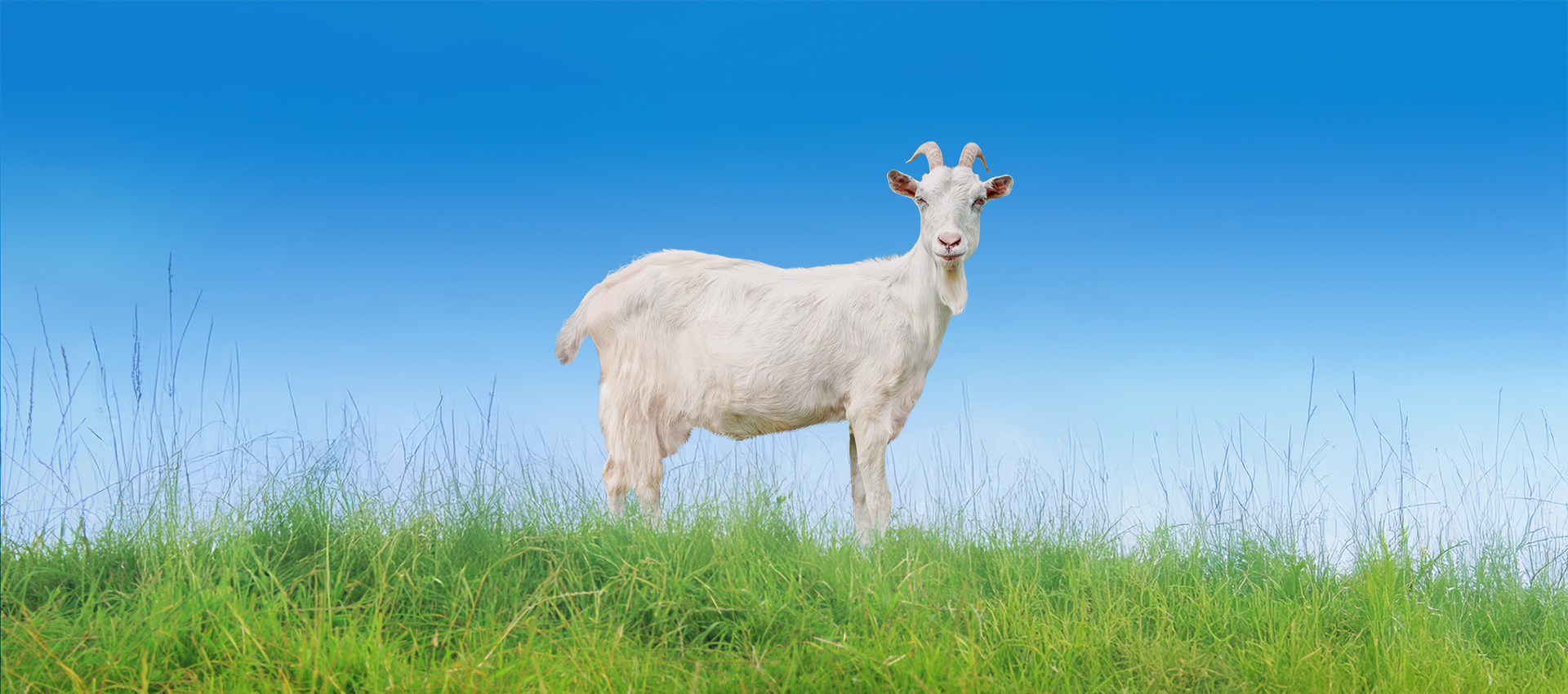 Ziege auf einer grünen Wiese