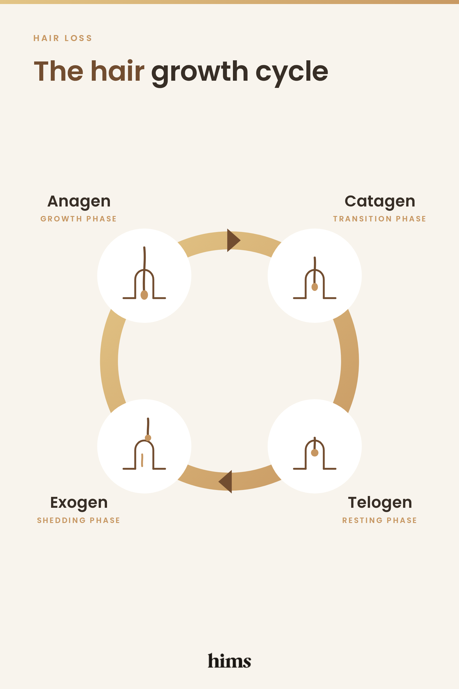 Diagram of the four phases of the hair growth cycle: anagen growth phase, catagen transition phase, telogen resting phase and exogen shedding phase