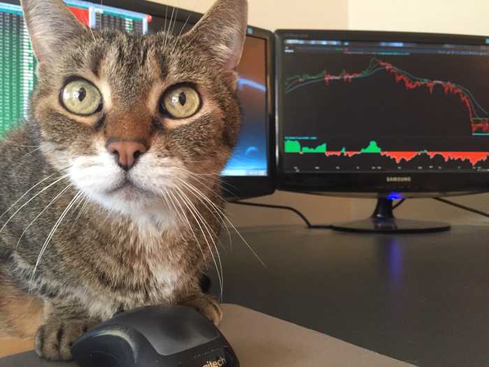 Cat with stock portfolio chart