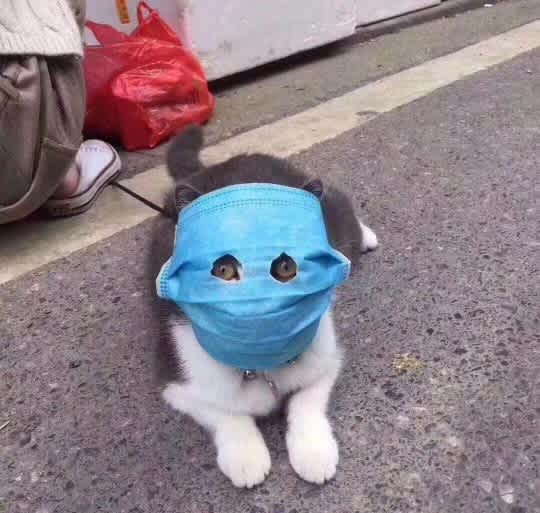 Cat wearing a mask