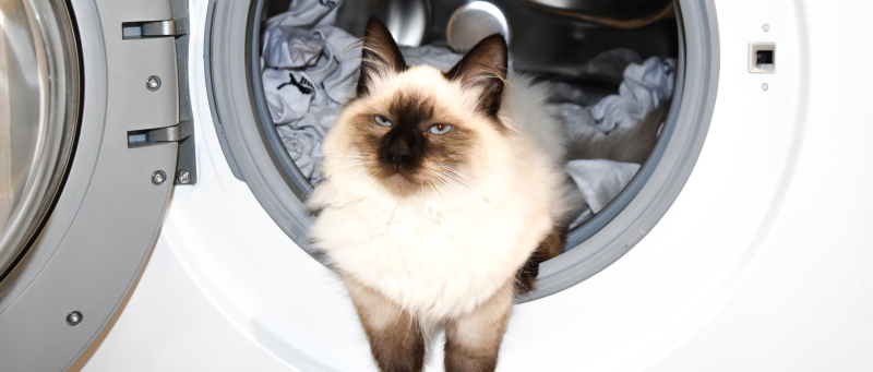 Cat in washing machine