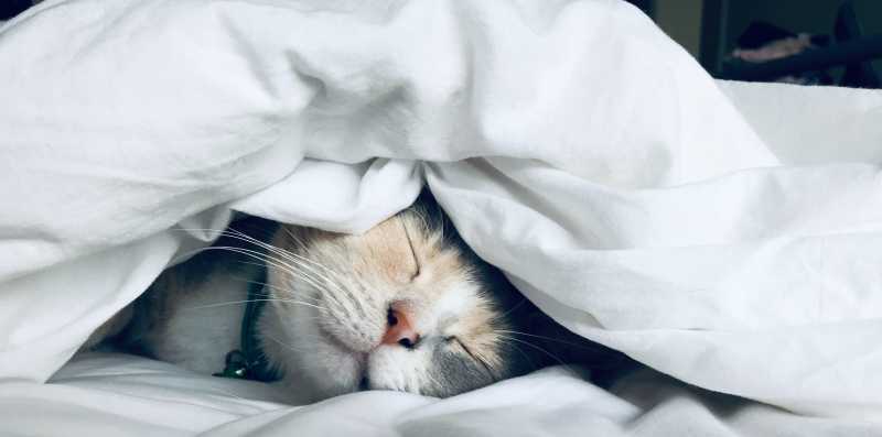 Cat sleeping under the sheets