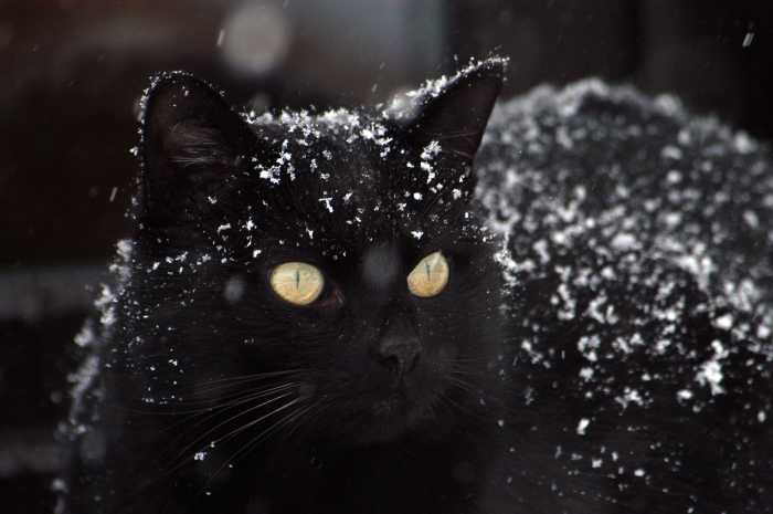 Black cat with snow on it's head