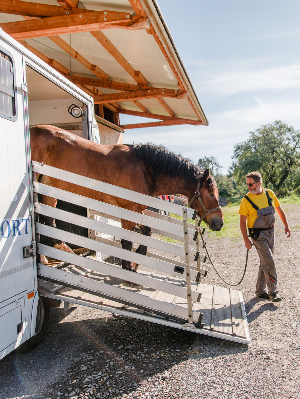 Pferd wird aus dem Hänger geführt