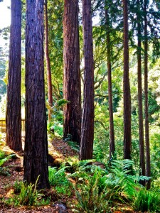 Valencia-Creek-Richard-Strassel-225x300