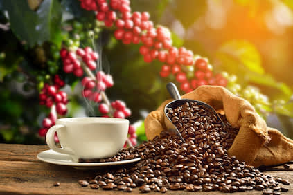 咖啡和咖啡豆的背景咖啡植物。