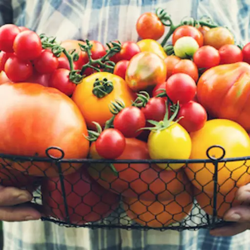 篮子里的西红柿品种很多。