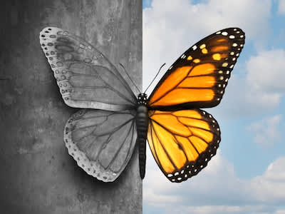 蝴蝶一半，黑色和白色，一半颜色;双极性的概念。