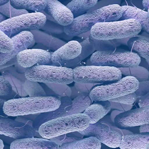 Microscopic close up of bacteria