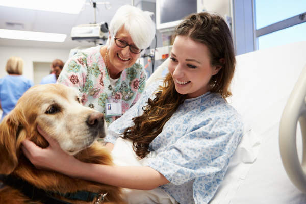 安排住院治疗狗进行访问。