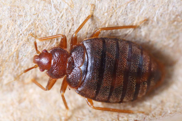 臭虫(温带hemipterus)