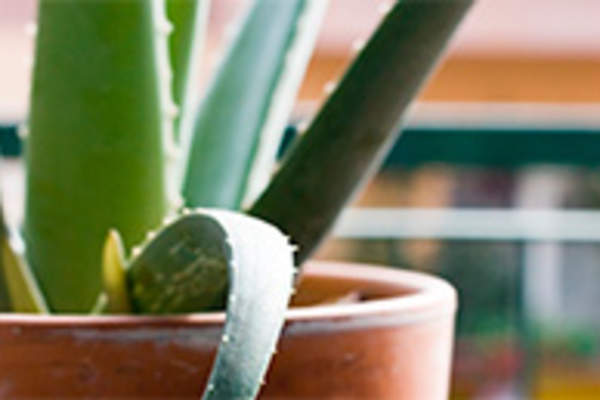 Try These Houseplants For Cleaner Air At Home