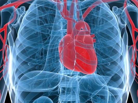 心脏和血管系统的图像。