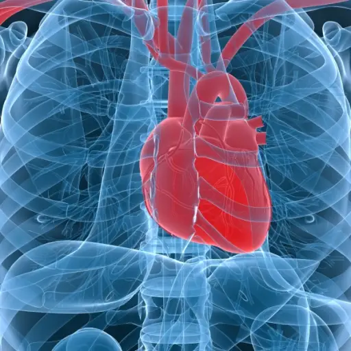 心脏和血管系统成像。