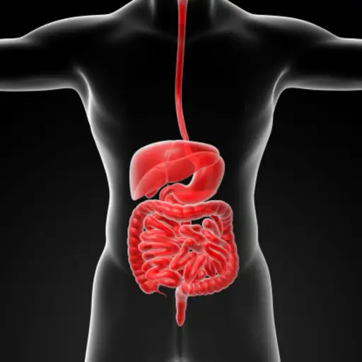 digestive system