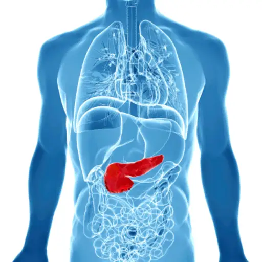 胰腺和消化系统图像