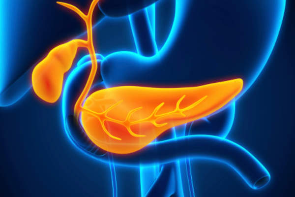 人体胆囊和胰腺解剖。