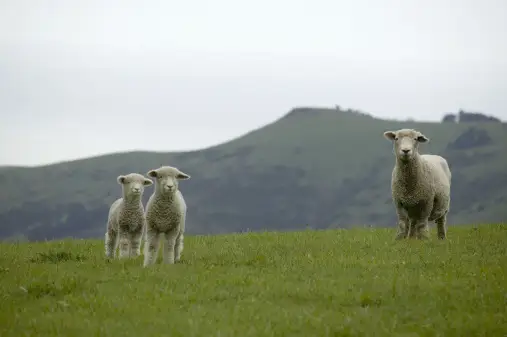 羊群在牧场上漫步。