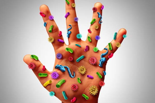 手头的超大细菌。