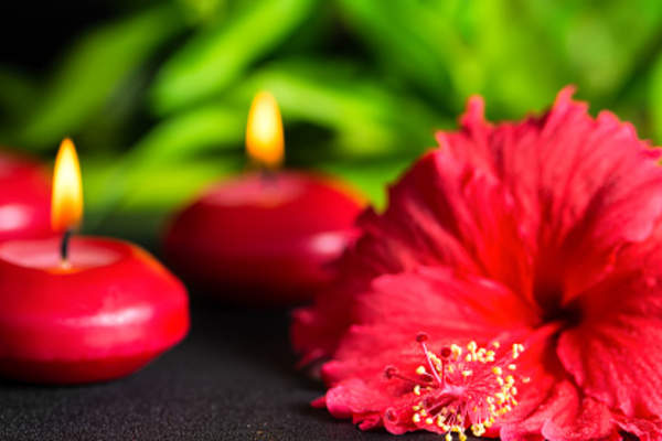 芙蓉花
