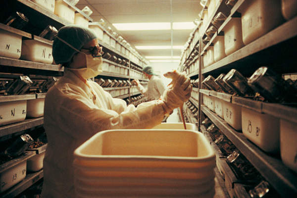 实验室高科技拿着一只老鼠。