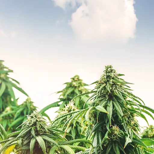 低角度医疗大麻 - 大麻 - 大麻 - 植物 - 抵抗天空 - 日落 - 背景 - 背景 - 背景油芽 - 芽场T20 rlkaol