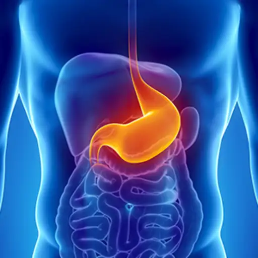 在男性消化系统中突出显示胃。