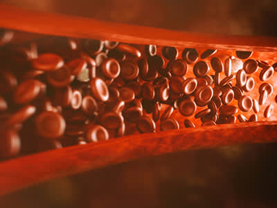 血管中的红细胞。