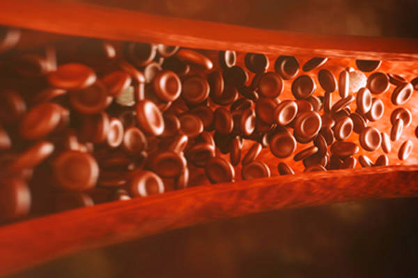 血管中的红细胞。