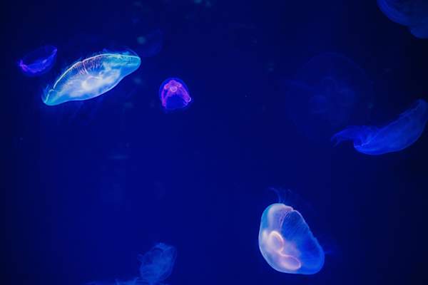 海蜇