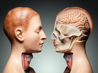 人的头部和颈部解剖模型。