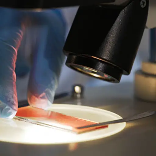 在显微镜下检查细胞