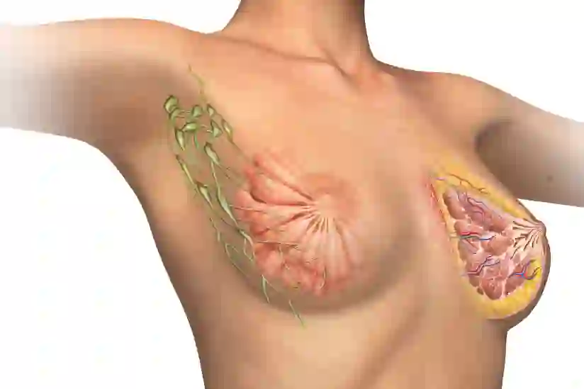 图示淋巴结与乳房的关系